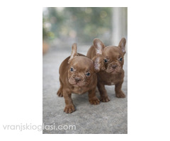 Sivi plavi francuski buldog