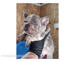 Sivi plavi francuski buldog - Slika 3/5