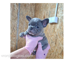 Sivi plavi francuski buldog - Slika 4/5