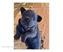 Sivi plavi francuski buldog - Slika 5/5