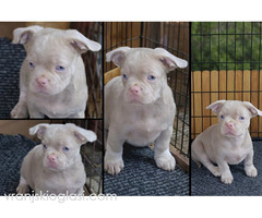 Pink caramel tan - Slika 3/3