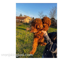 Mini pudle crvene boje