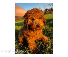 Mini pudle crvene boje