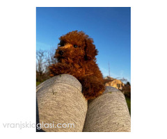 Mini pudle crvene boje - Slika 3/3