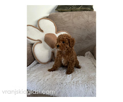 Štene crvene pudle - Slika 4/5