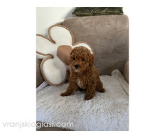 Štene crvene pudle - Slika 5/5