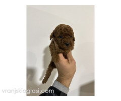 Crvene i aprikot toy pudle