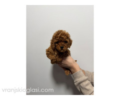 Crvene i aprikot toy pudle