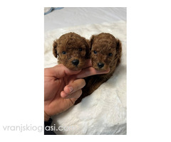 Crvene i aprikot toy pudle - Slika 3/6