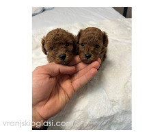 Crvene i aprikot toy pudle - Slika 4/6