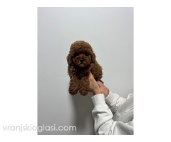 Crvene i aprikot toy pudle - Slika 6/6