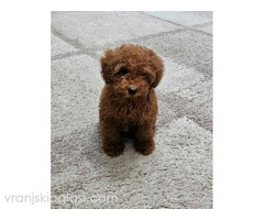 Toy pudle štenci - Slika 3/3