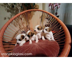 Džek Rasel Terijer, štenci