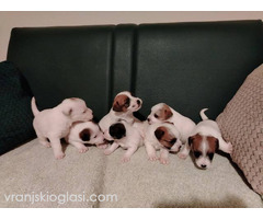 Džek Rasel Terijer, štenci