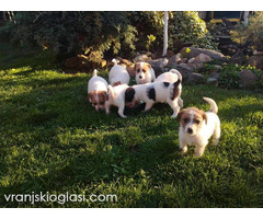 Džek Rasel Terijer, štenci - Slika 3/9