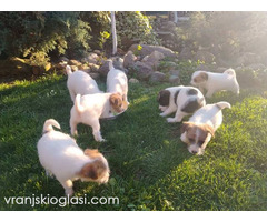 Džek Rasel Terijer, štenci - Slika 4/9