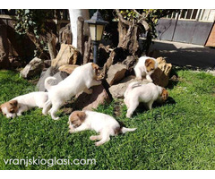 Džek Rasel Terijer, štenci - Slika 5/9