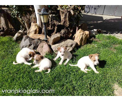 Džek Rasel Terijer, štenci - Slika 7/9