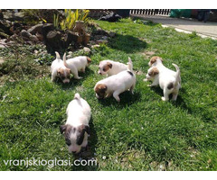 Džek Rasel Terijer, štenci - Slika 8/9