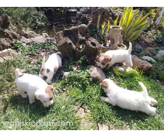 Džek Rasel Terijer, štenci - Slika 9/9