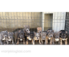 American bully XL / XXL