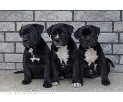 American bully XL / XXL