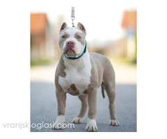 American bully XL / XXL