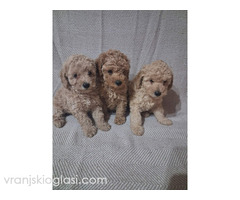 Patuljaste Pudle prodaja