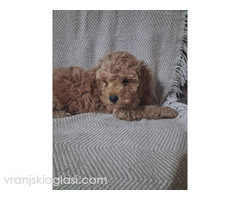 Patuljaste Pudle prodaja