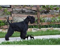 Patuljasti šnaucer štenci