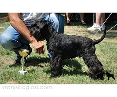 Patuljasti šnaucer štenci