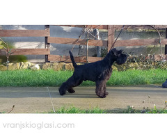 Patuljasti šnaucer štenci - Slika 5/5