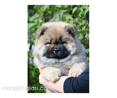 Chow Chow Cau Cau Čau Čau