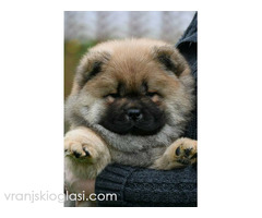 Chow Chow Cau Cau Čau Čau