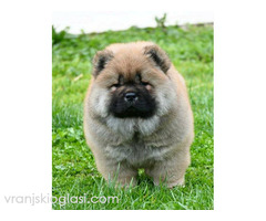 Chow Chow Cau Cau Čau Čau - Slika 3/7