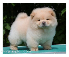 Chow Chow Cau Cau Čau Čau - Slika 6/7