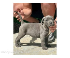 Cane Corso štenci
