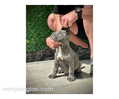Cane Corso štenci