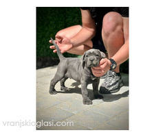 Cane Corso štenci - Slika 4/11