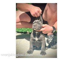 Cane Corso štenci - Slika 5/11