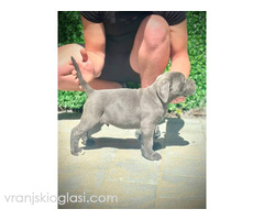 Cane Corso štenci - Slika 7/11