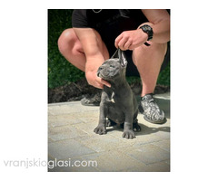 Cane Corso štenci - Slika 8/11