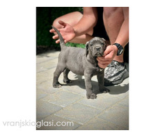 Cane Corso štenci - Slika 10/11