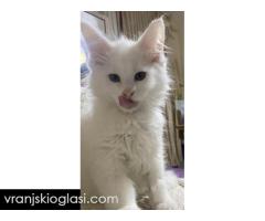 Maine Coon mačići - Slika 3/5