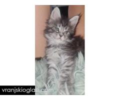 Maine Coon mačići - Slika 5/5
