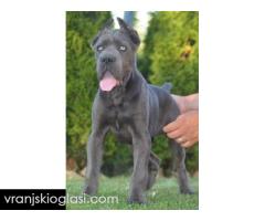 Cane Corso, vrhunski štenci