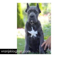 Cane Corso, vrhunski štenci