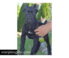 Cane Corso, vrhunski štenci - Slika 3/7