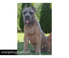 Cane Corso, vrhunski štenci - Slika 4/7