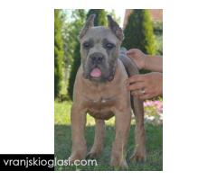 Cane Corso, vrhunski štenci - Slika 5/7